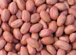 Groundnut